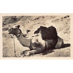 Rare collectable postcards of Egypt. Vintage Postcards of Egypt