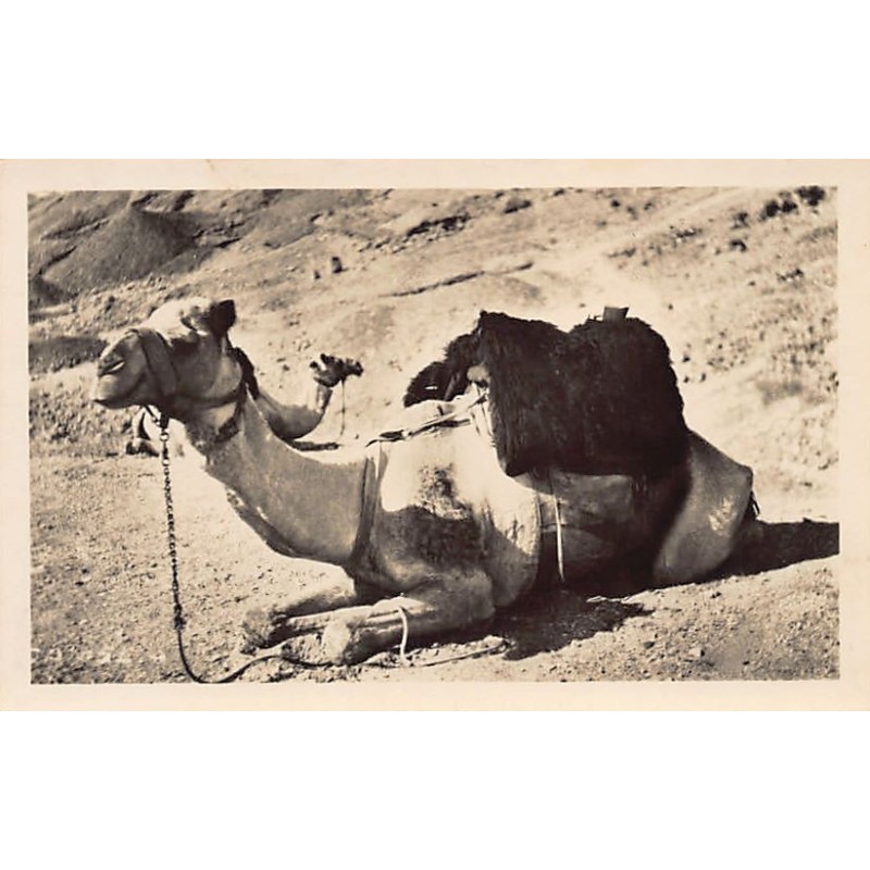 Rare collectable postcards of Egypt. Vintage Postcards of Egypt