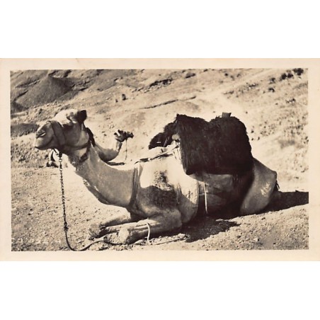 Rare collectable postcards of Egypt. Vintage Postcards of Egypt
