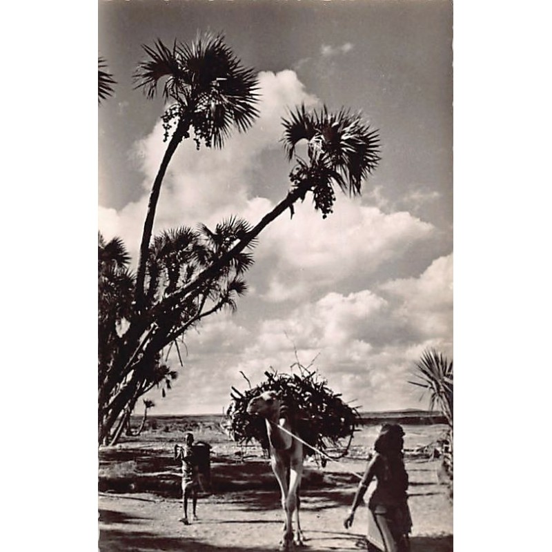 Rare collectable postcards of Djibouti. Vintage Postcards of Djibouti