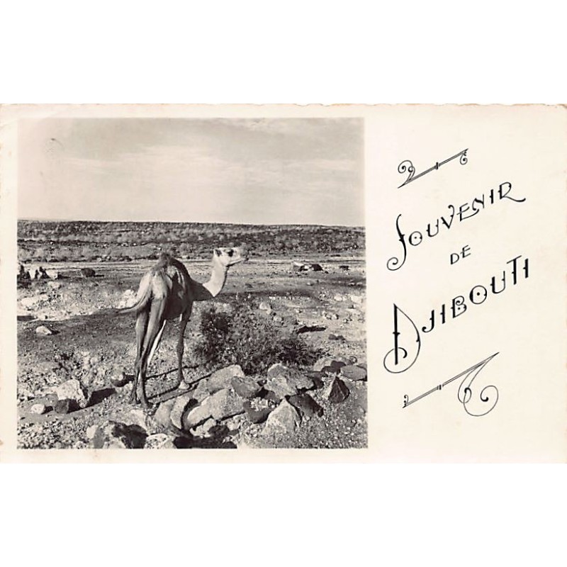 Rare collectable postcards of Djibouti. Vintage Postcards of Djibouti