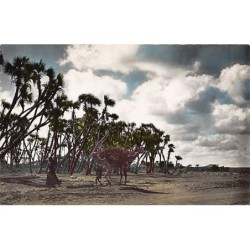 Rare collectable postcards of Djibouti. Vintage Postcards of Djibouti