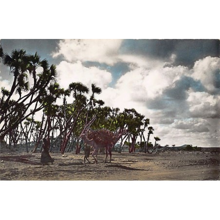 Rare collectable postcards of Djibouti. Vintage Postcards of Djibouti