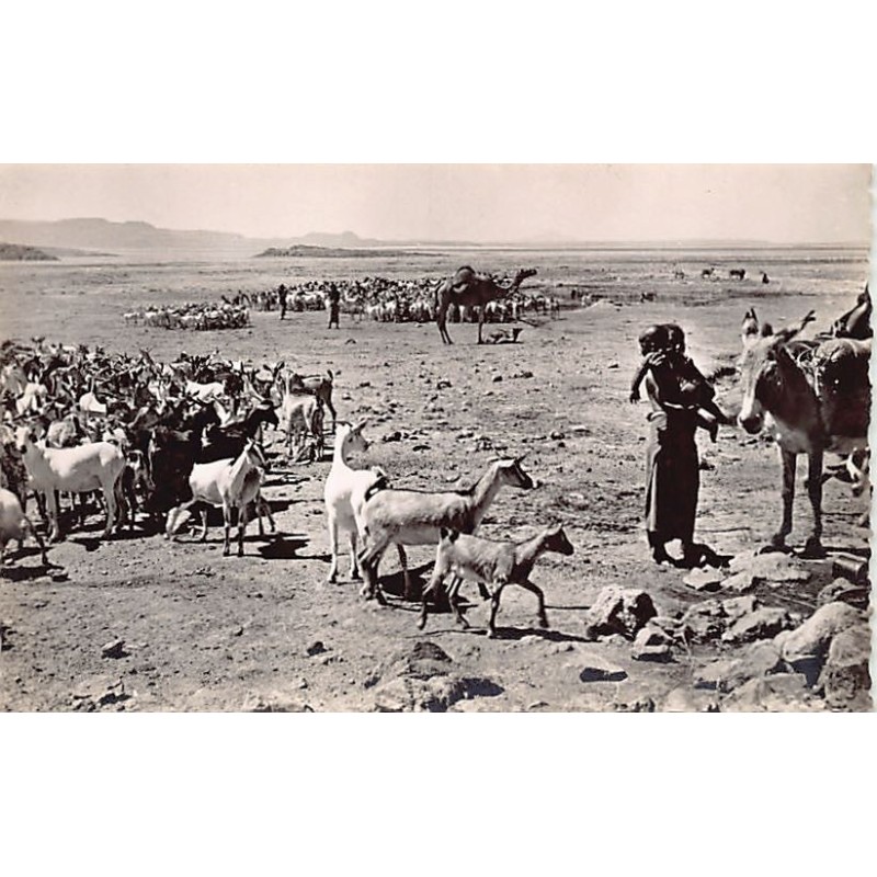 Rare collectable postcards of Djibouti. Vintage Postcards of Djibouti