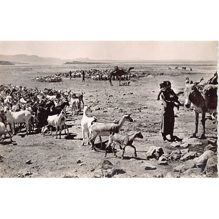 Rare collectable postcards of Djibouti. Vintage Postcards of Djibouti