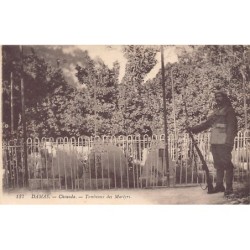 Rare collectable postcards of Syria. Vintage Postcards of Syria