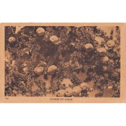 Rare collectable postcards of Lebanon. Vintage Postcards of Lebanon