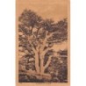 Rare collectable postcards of Lebanon. Vintage Postcards of Lebanon