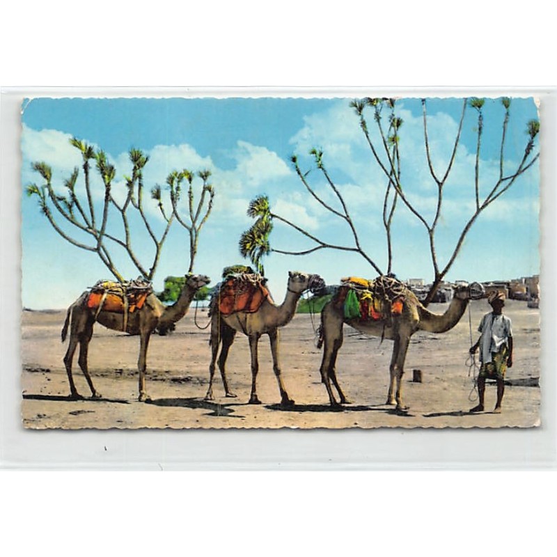 Rare collectable postcards of Yemen. Vintage Postcards of Yemen