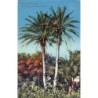 Rare collectable postcards of Croatia. Vintage Postcards of Croatia