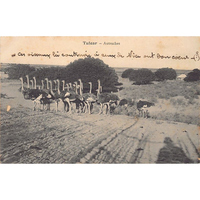 Rare collectable postcards of Madagascar. Vintage Postcards of Madagascar