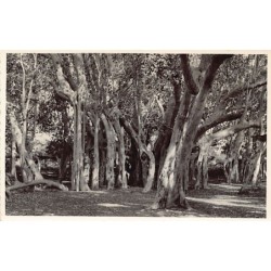Rare collectable postcards of Madagascar. Vintage Postcards of Madagascar