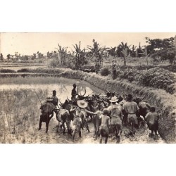 Rare collectable postcards of Madagascar. Vintage Postcards of Madagascar
