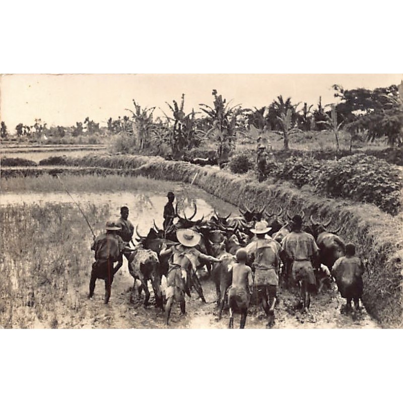 Rare collectable postcards of Madagascar. Vintage Postcards of Madagascar