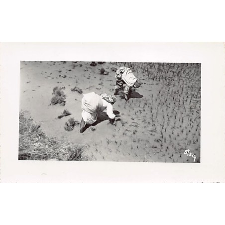 Rare collectable postcards of Madagascar. Vintage Postcards of Madagascar