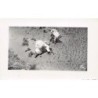 Rare collectable postcards of Madagascar. Vintage Postcards of Madagascar