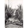 Rare collectable postcards of Madagascar. Vintage Postcards of Madagascar