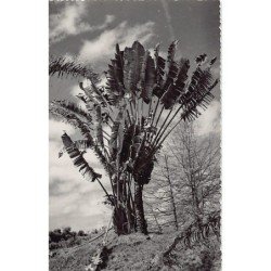 Rare collectable postcards of Madagascar. Vintage Postcards of Madagascar