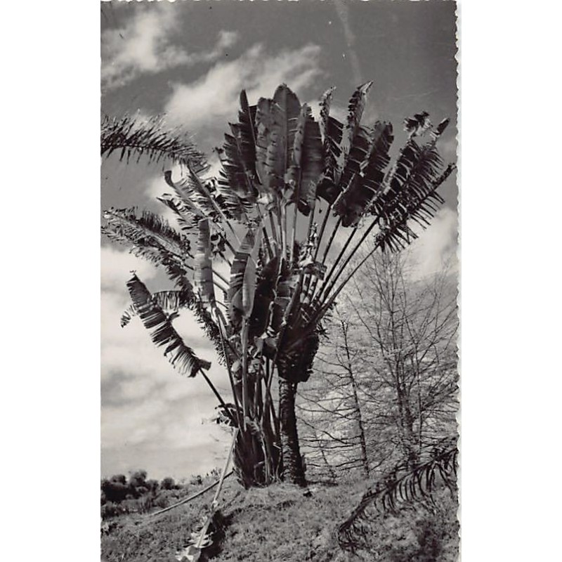 Rare collectable postcards of Madagascar. Vintage Postcards of Madagascar