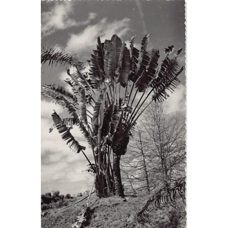 Rare collectable postcards of Madagascar. Vintage Postcards of Madagascar