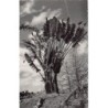 Rare collectable postcards of Madagascar. Vintage Postcards of Madagascar