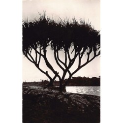 Rare collectable postcards of Madagascar. Vintage Postcards of Madagascar