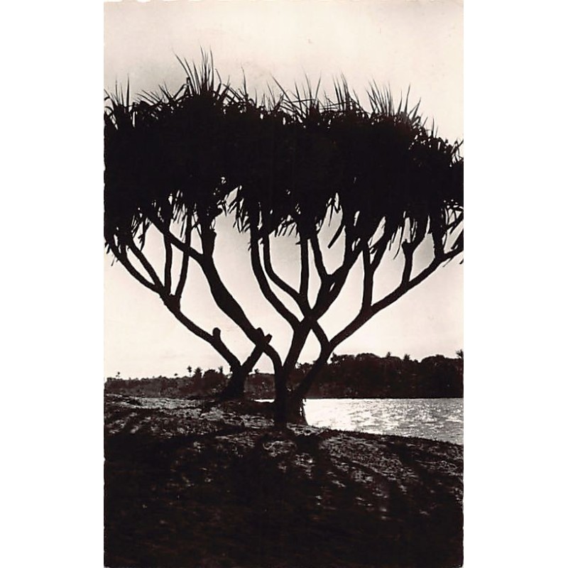 Rare collectable postcards of Madagascar. Vintage Postcards of Madagascar