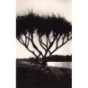 Rare collectable postcards of Madagascar. Vintage Postcards of Madagascar