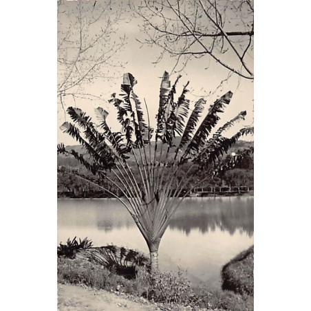 Rare collectable postcards of Madagascar. Vintage Postcards of Madagascar