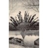Rare collectable postcards of Madagascar. Vintage Postcards of Madagascar