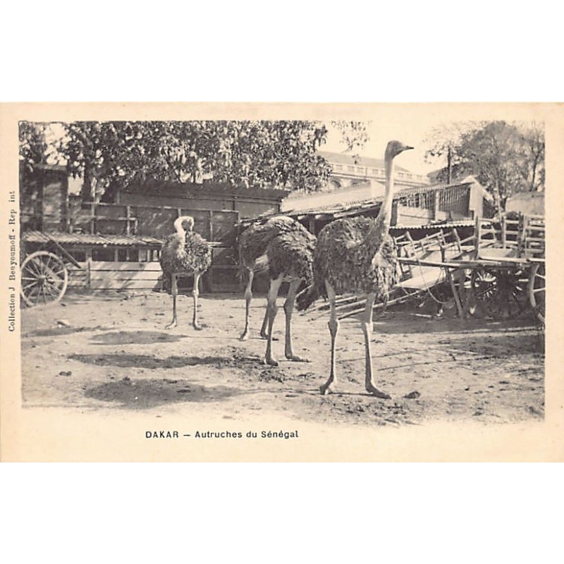 Rare collectable postcards of Senegal. Vintage Postcards of Senegal