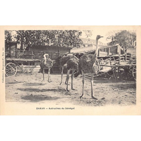 Rare collectable postcards of Senegal. Vintage Postcards of Senegal
