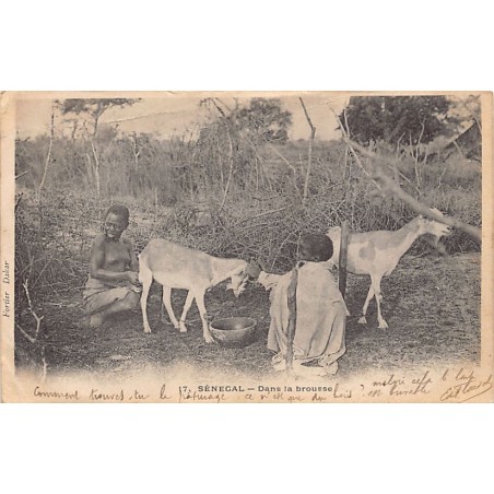 Rare collectable postcards of Senegal. Vintage Postcards of Senegal