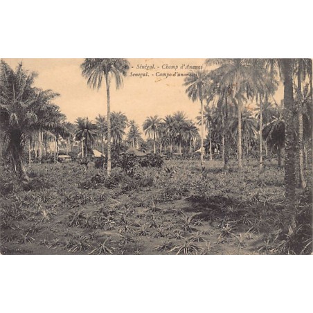 Rare collectable postcards of Senegal. Vintage Postcards of Senegal