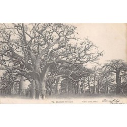 Rare collectable postcards of Senegal. Vintage Postcards of Senegal