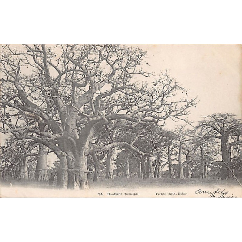 Rare collectable postcards of Senegal. Vintage Postcards of Senegal
