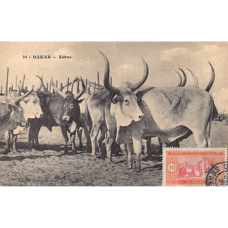 Rare collectable postcards of Senegal. Vintage Postcards of Senegal