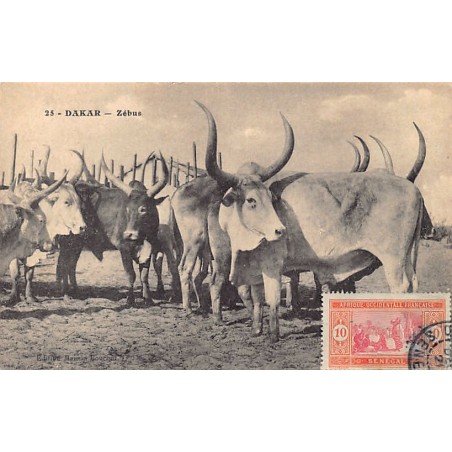 Rare collectable postcards of Senegal. Vintage Postcards of Senegal