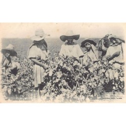 Rare collectable postcards of Algeria. Vintage Postcards of Algeria