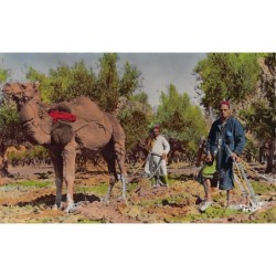 Rare collectable postcards of Tunisia. Vintage Postcards of Tunisia