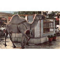 Rare collectable postcards of Tunisia. Vintage Postcards of Tunisia