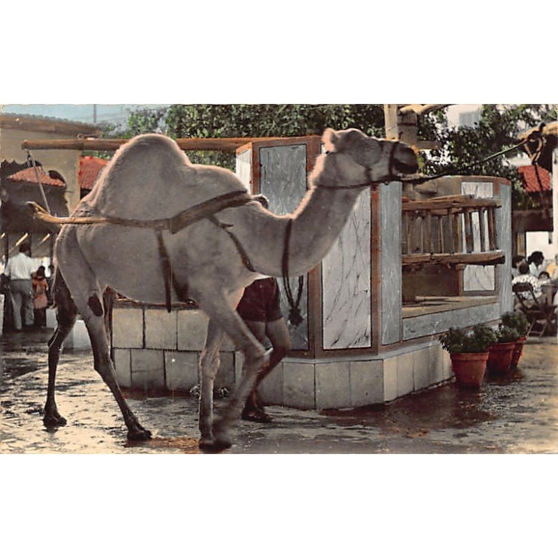 Rare collectable postcards of Tunisia. Vintage Postcards of Tunisia