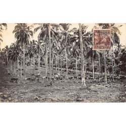 Rare collectable postcards of Samoa. Vintage Postcards of Samoa