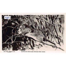 Rare collectable postcards of Australia. Vintage Postcards of Australia