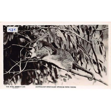 Rare collectable postcards of Australia. Vintage Postcards of Australia