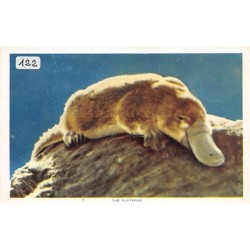 Rare collectable postcards of Australia. Vintage Postcards of Australia