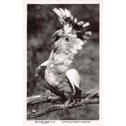 Rare collectable postcards of Australia. Vintage Postcards of Australia