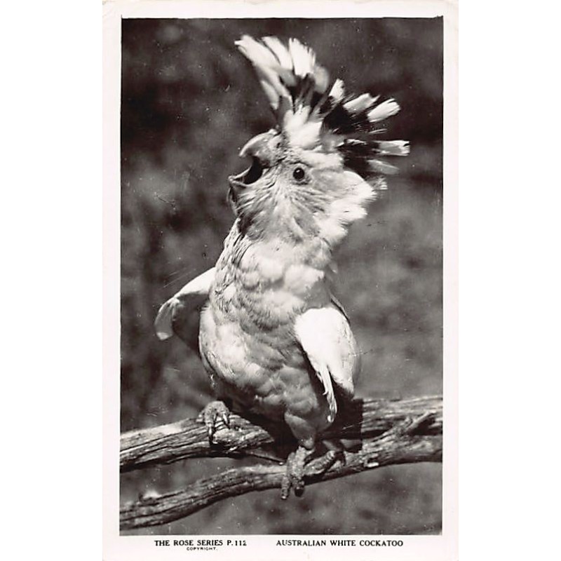 Rare collectable postcards of Australia. Vintage Postcards of Australia