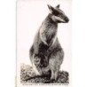 Rare collectable postcards of Australia. Vintage Postcards of Australia