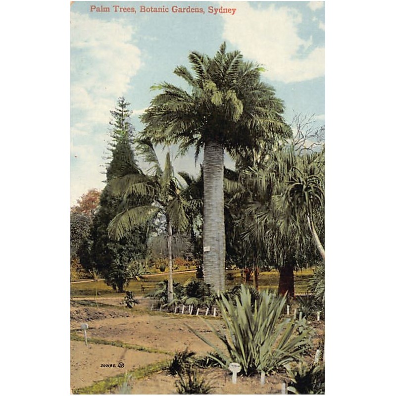 Rare collectable postcards of Australia. Vintage Postcards of Australia